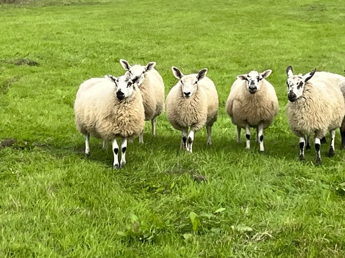 12 Full symbol Organic Aberfield ewe lambs - Image 4