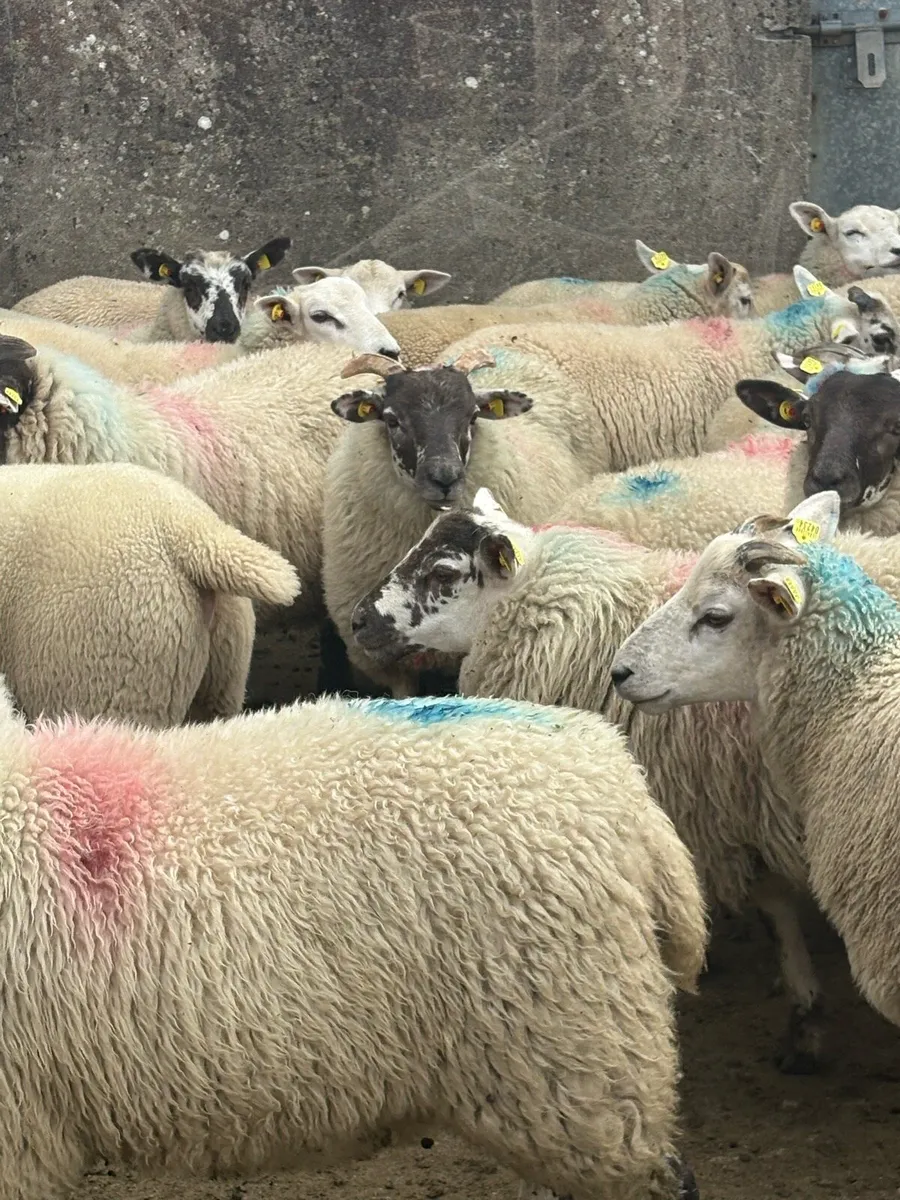 Store lambs - Image 2