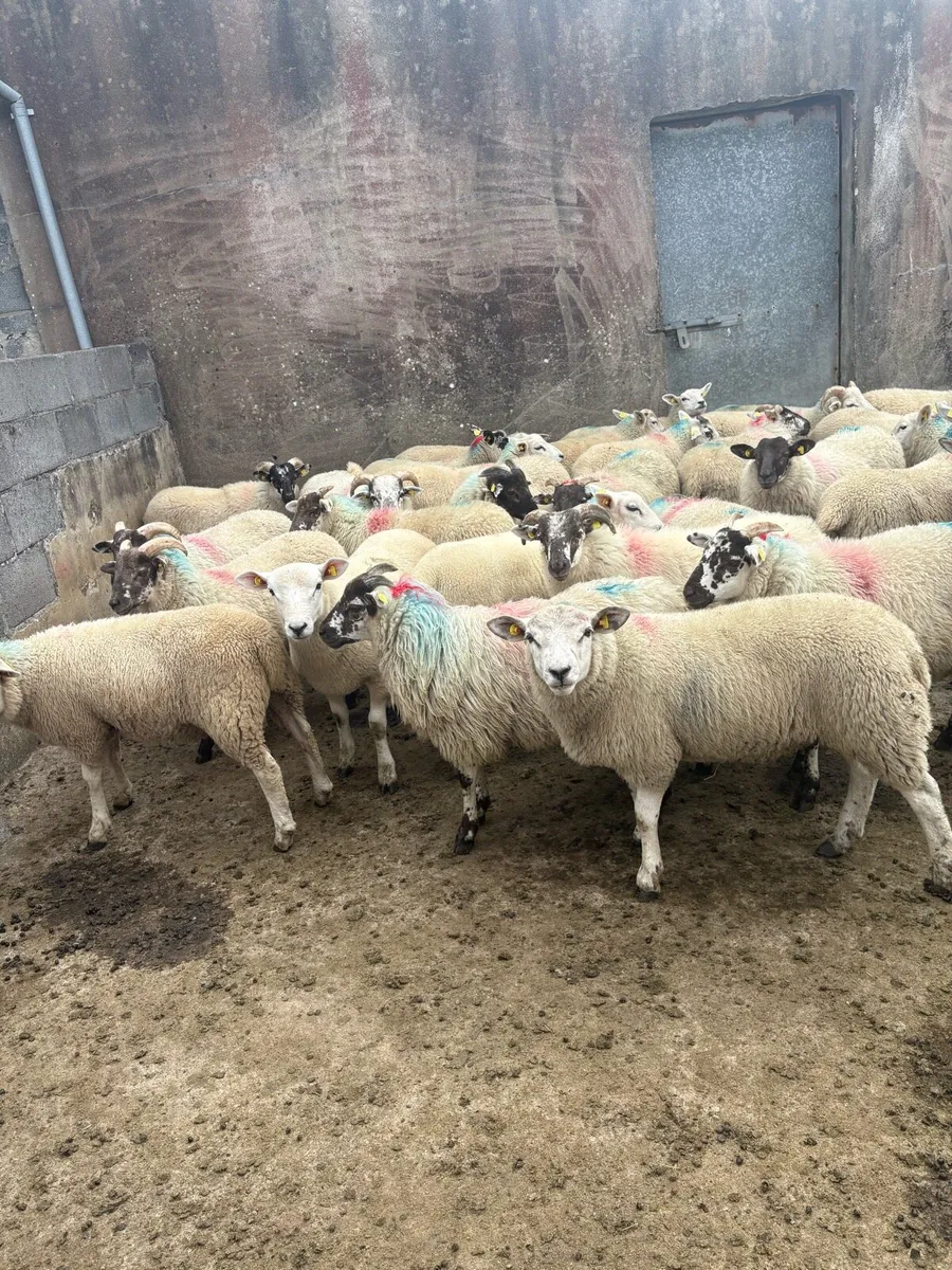 Store lambs - Image 3