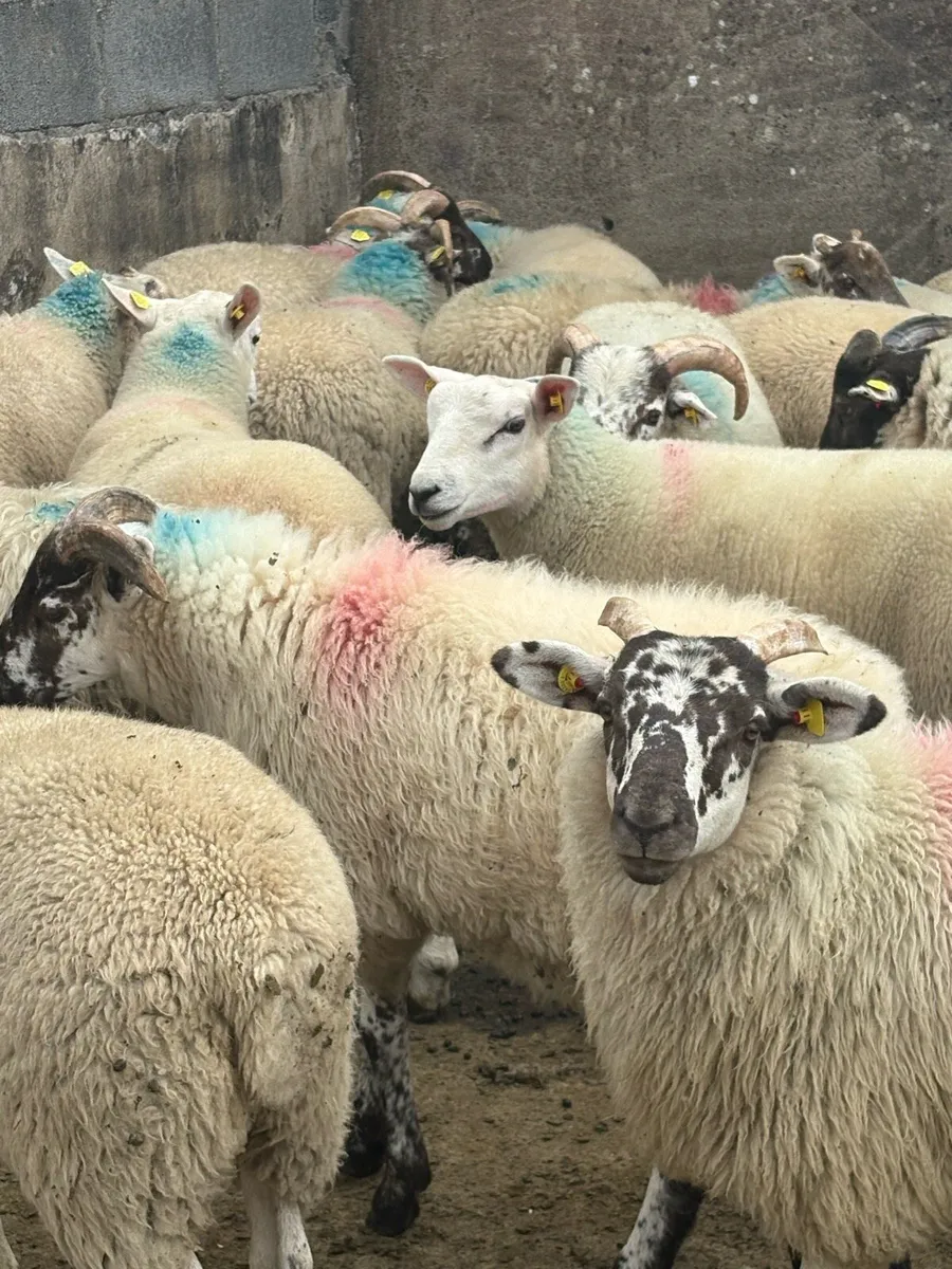 Store lambs - Image 1