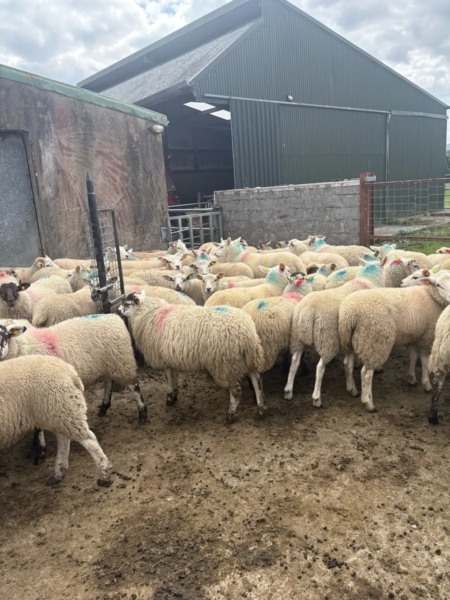 Store lambs - Image 4