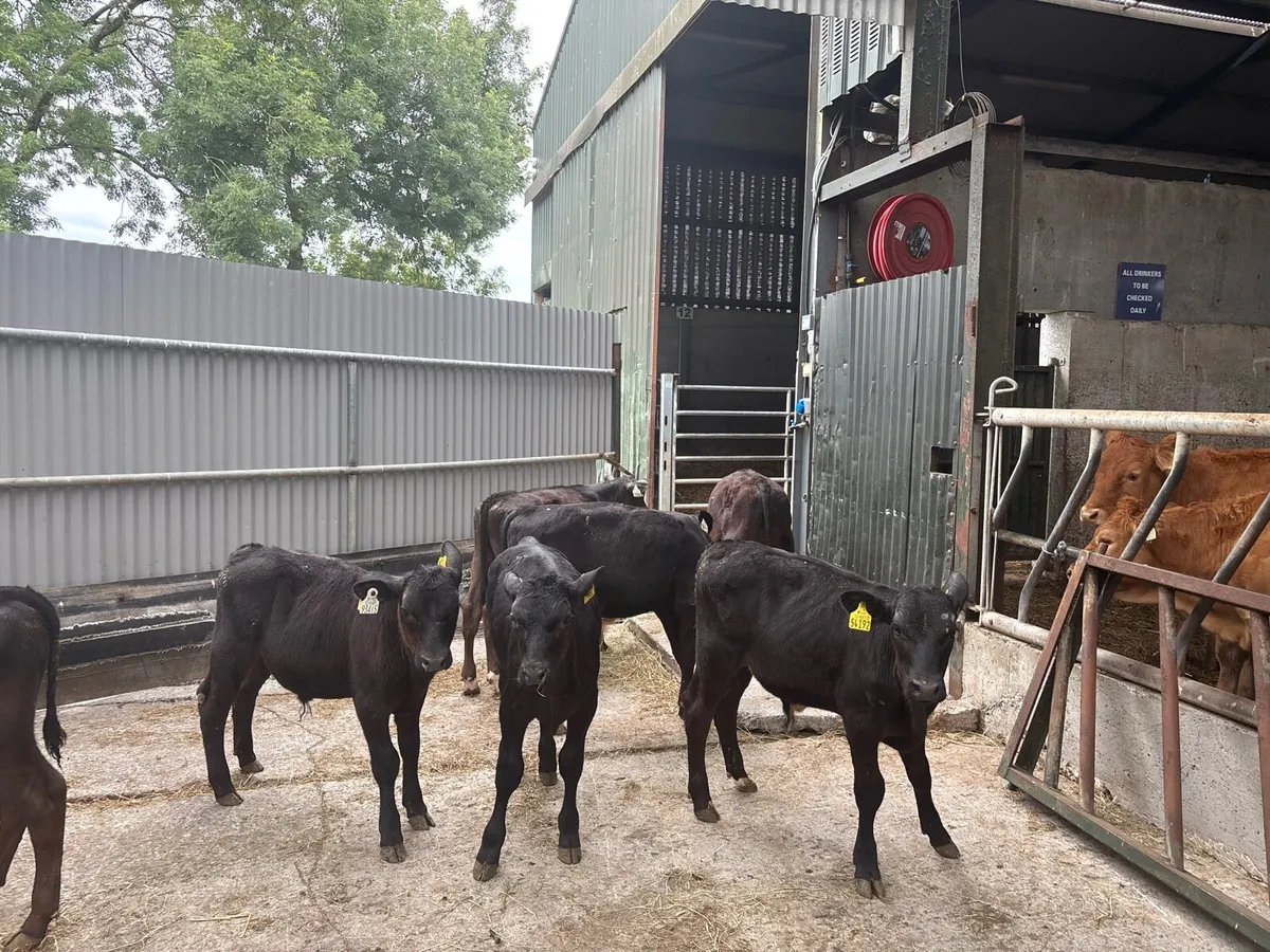 10 super Angus bull runners - Image 2