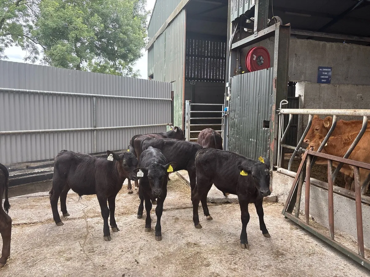 10 super Angus bull runners - Image 4