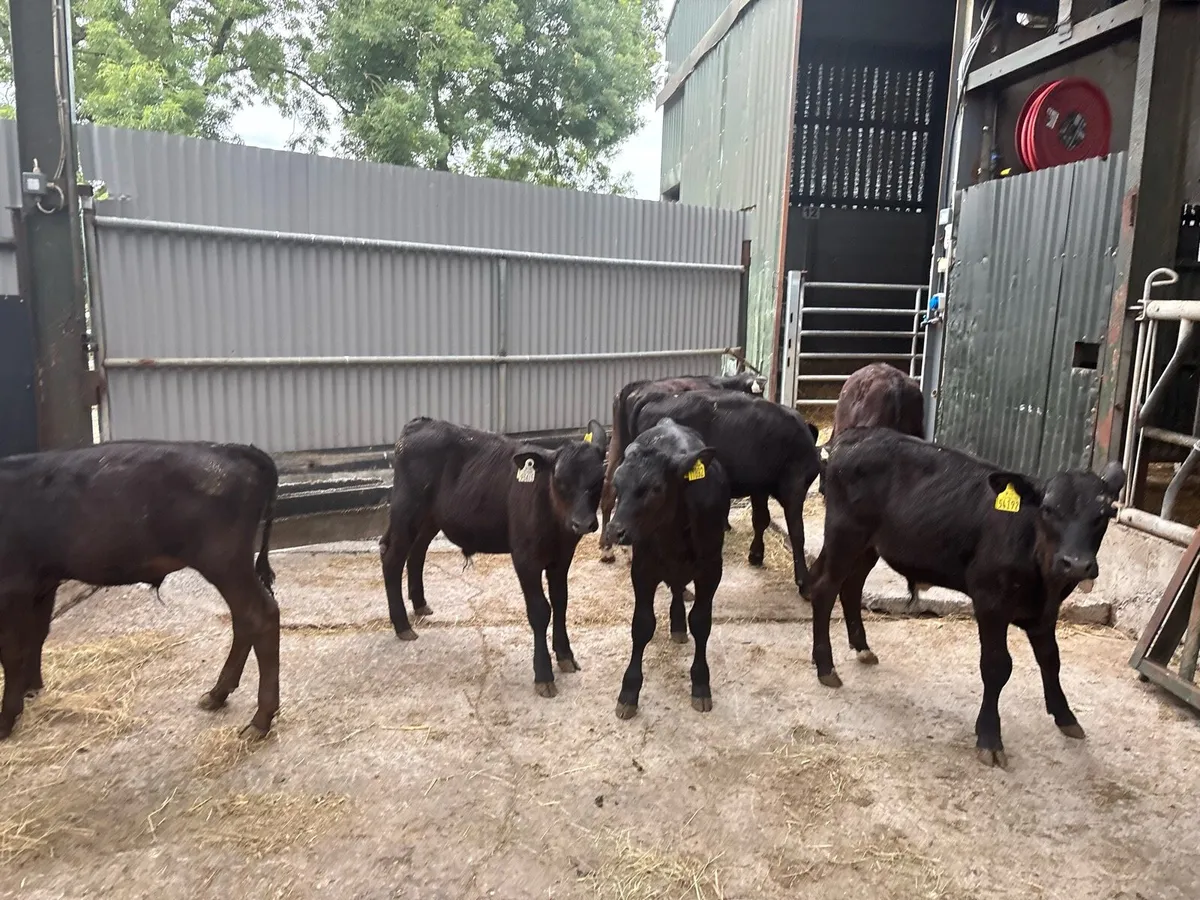 10 super Angus bull runners - Image 3
