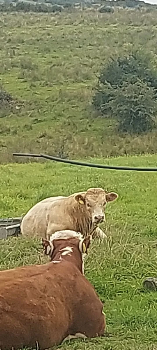 Limousin/Charolais Hybred Bull - Image 2