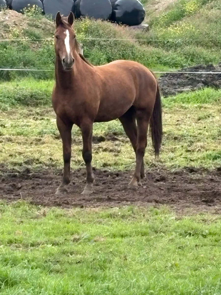 16.3hh 3yo Traditional Irish Sport Horse Gelding - Image 2