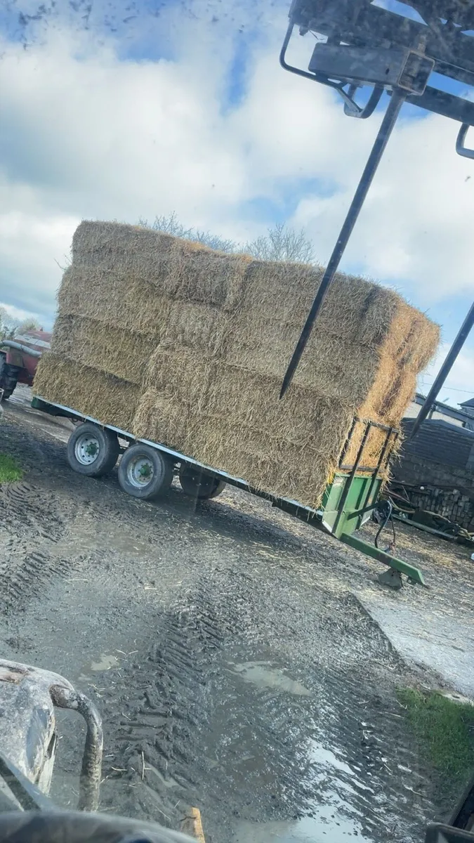 Barley straw - Image 3