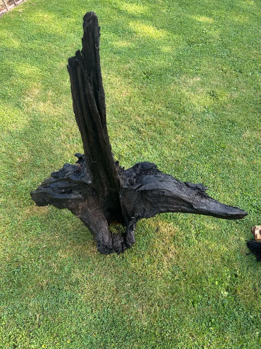 Bog oak - Image 2