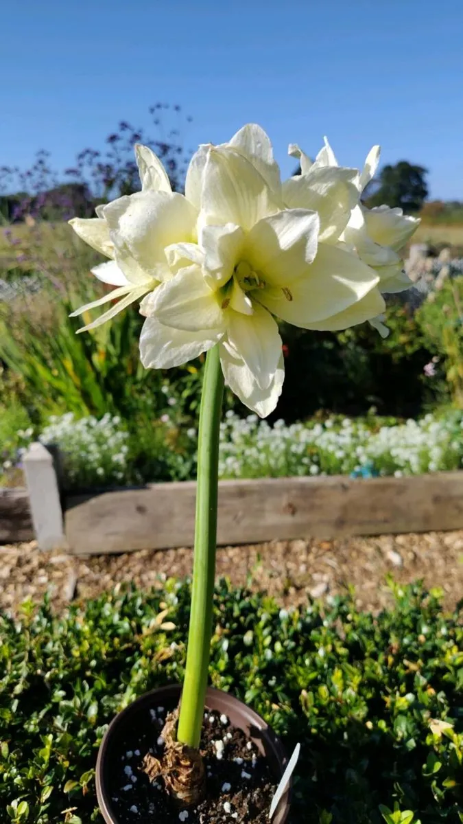 Canadian Ice Amaryllis
