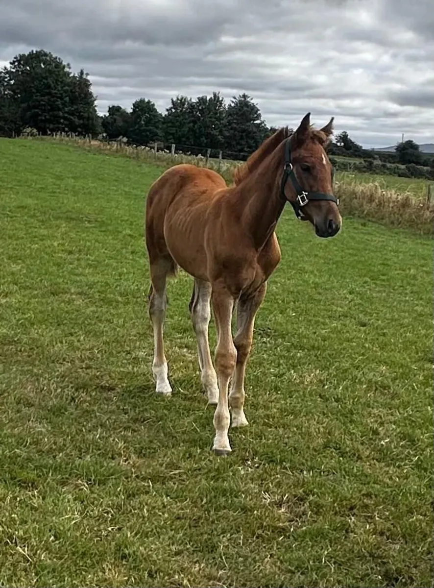 RID Colt Foal - Image 1