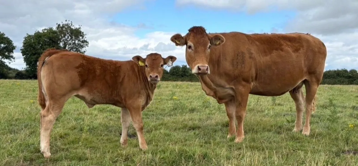 Pedigree Registered limousine cow and heifer calf - Image 1
