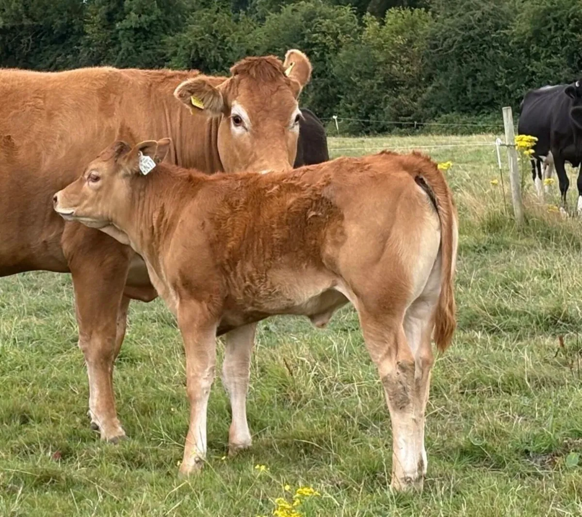 Pedigree Registered limousine cow and heifer calf - Image 2