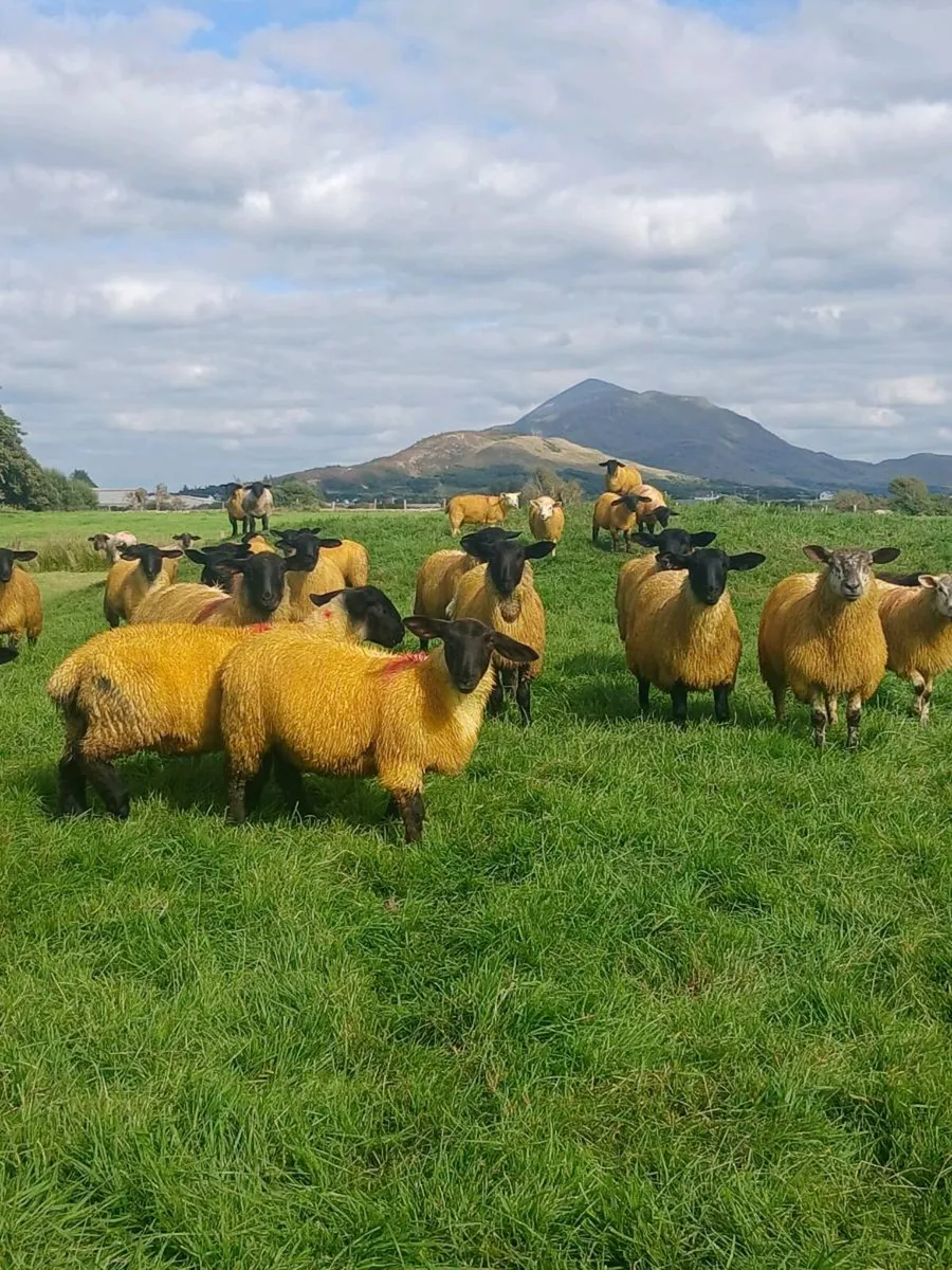 ewe lambs - Image 1
