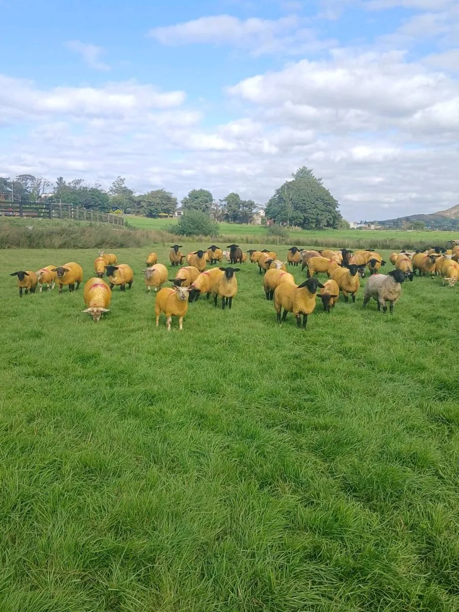 ewe lambs - Image 2