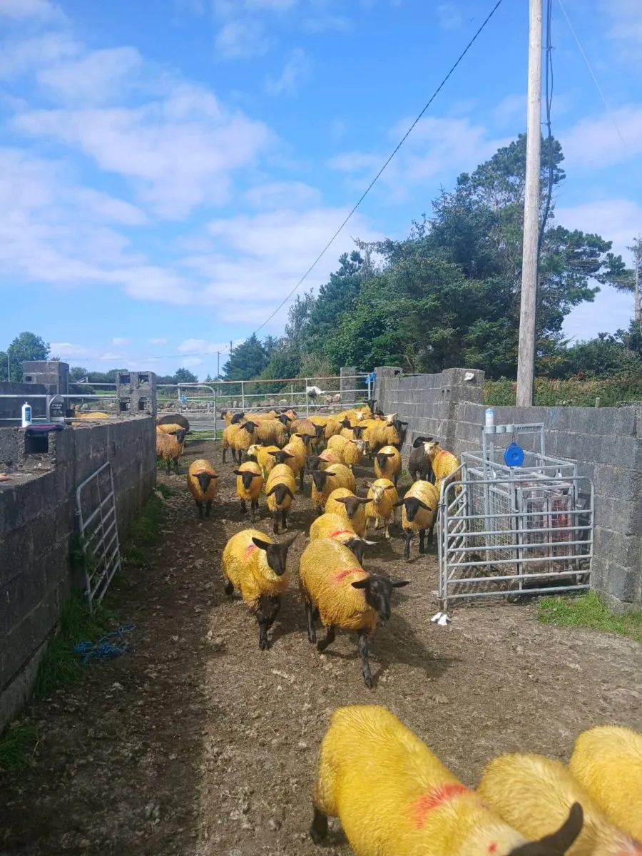 ewe lambs - Image 3