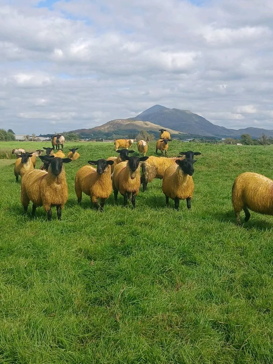 ewe lambs - Image 4