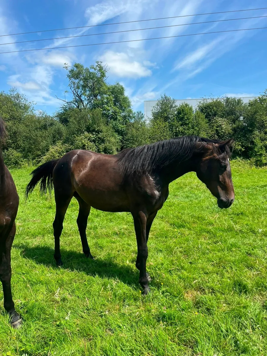 Smashing 2yo ISH Gelding - Image 2