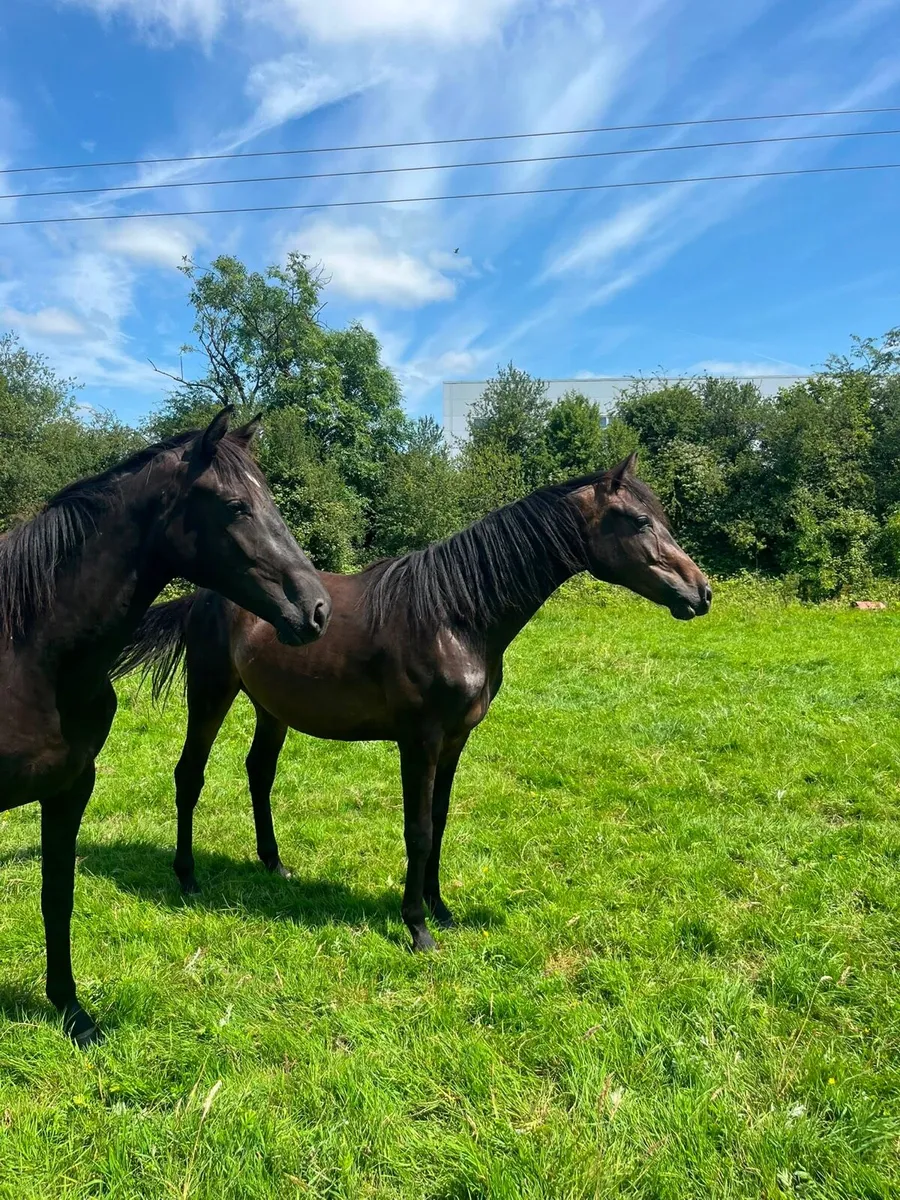 Smashing 2yo ISH Gelding - Image 3