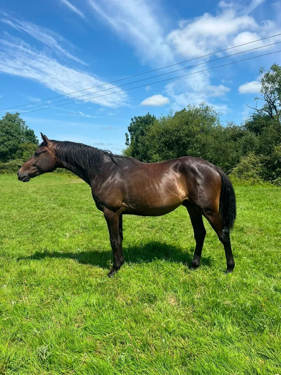 Smashing 2yo ISH Gelding - Image 4