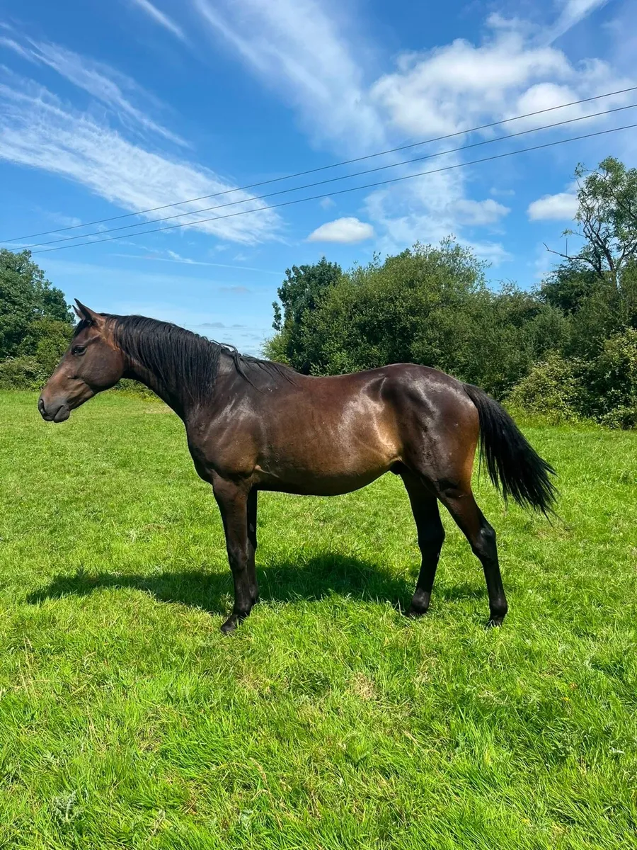 Smashing 2yo ISH Gelding - Image 1
