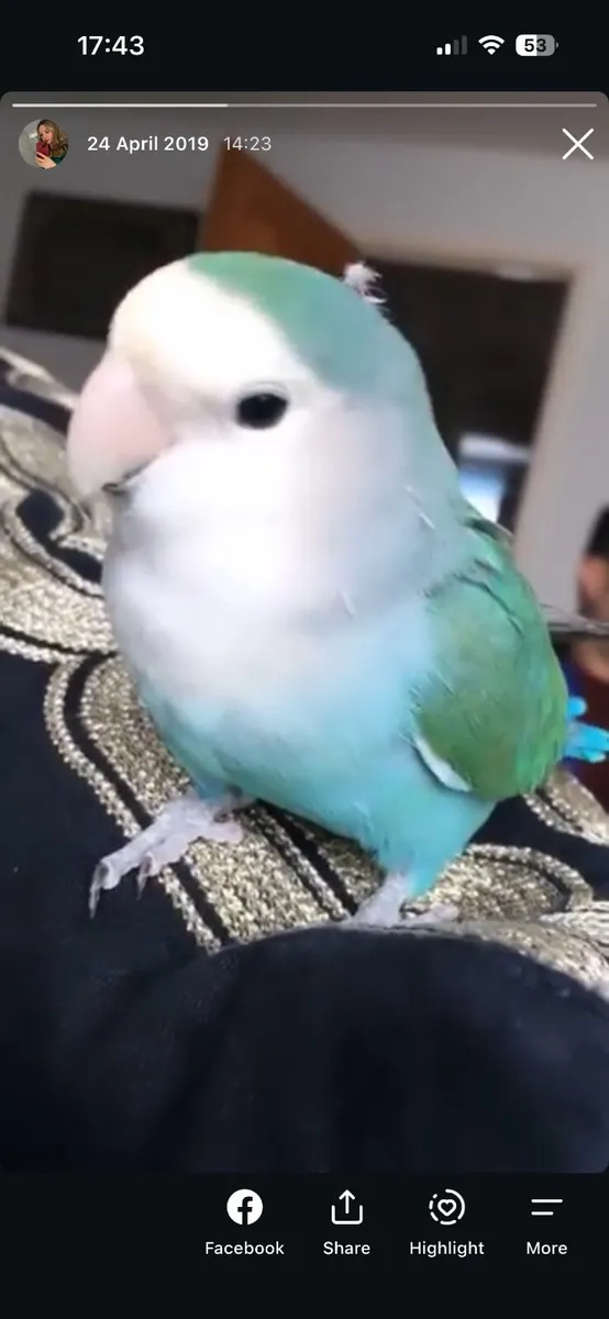 Love bird - Image 1