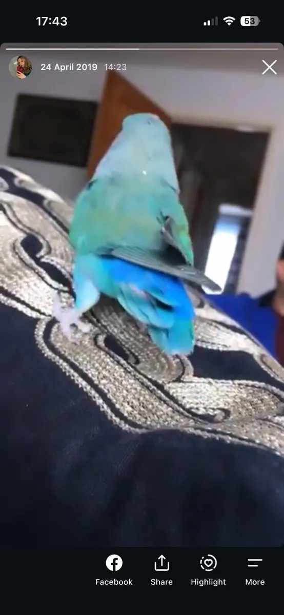 Love bird - Image 2
