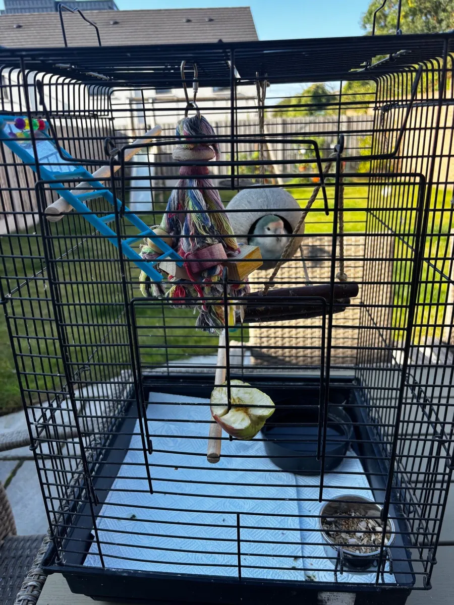 Love bird - Image 4