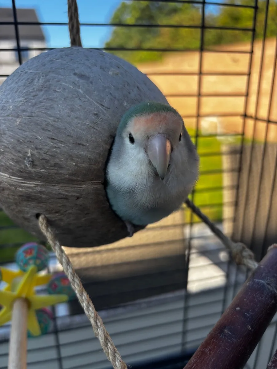Love bird - Image 3