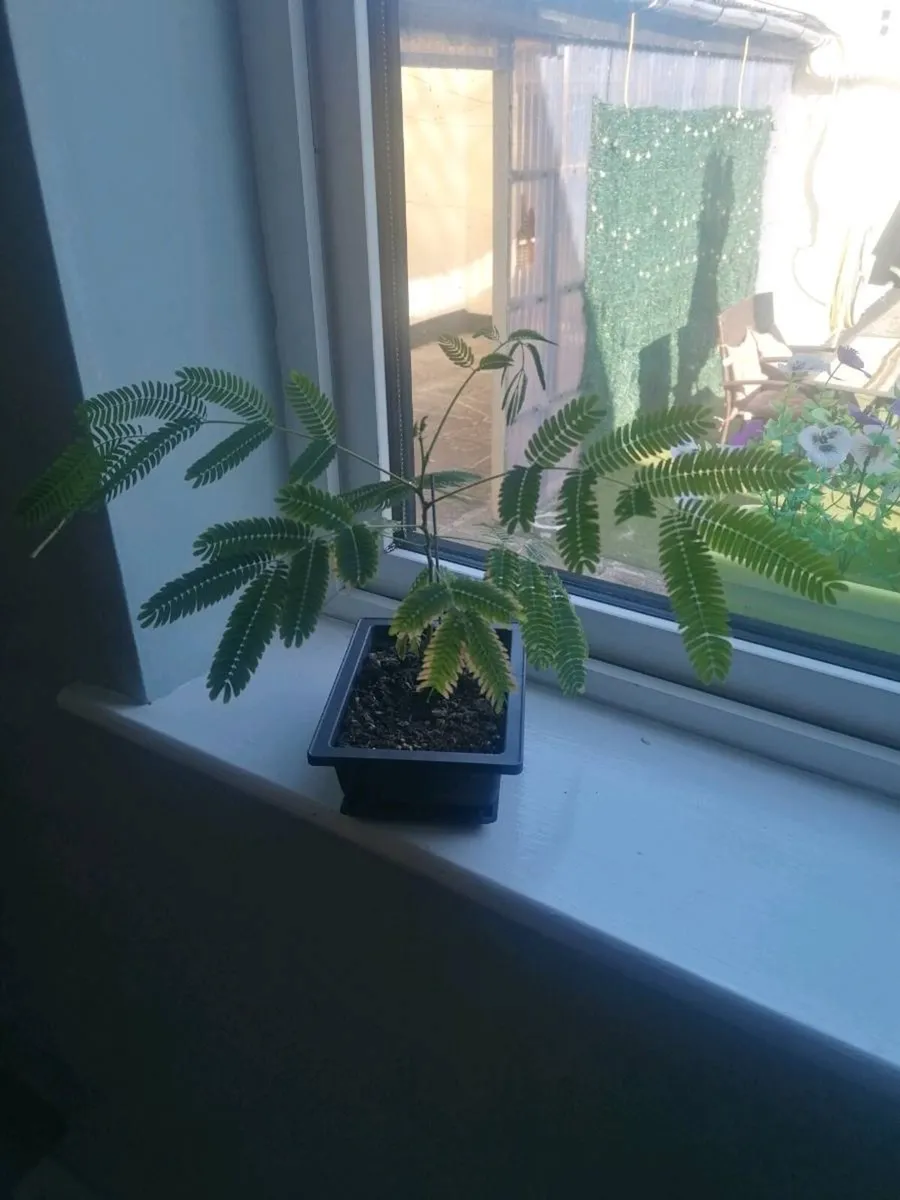 Bonsai trees - Image 1