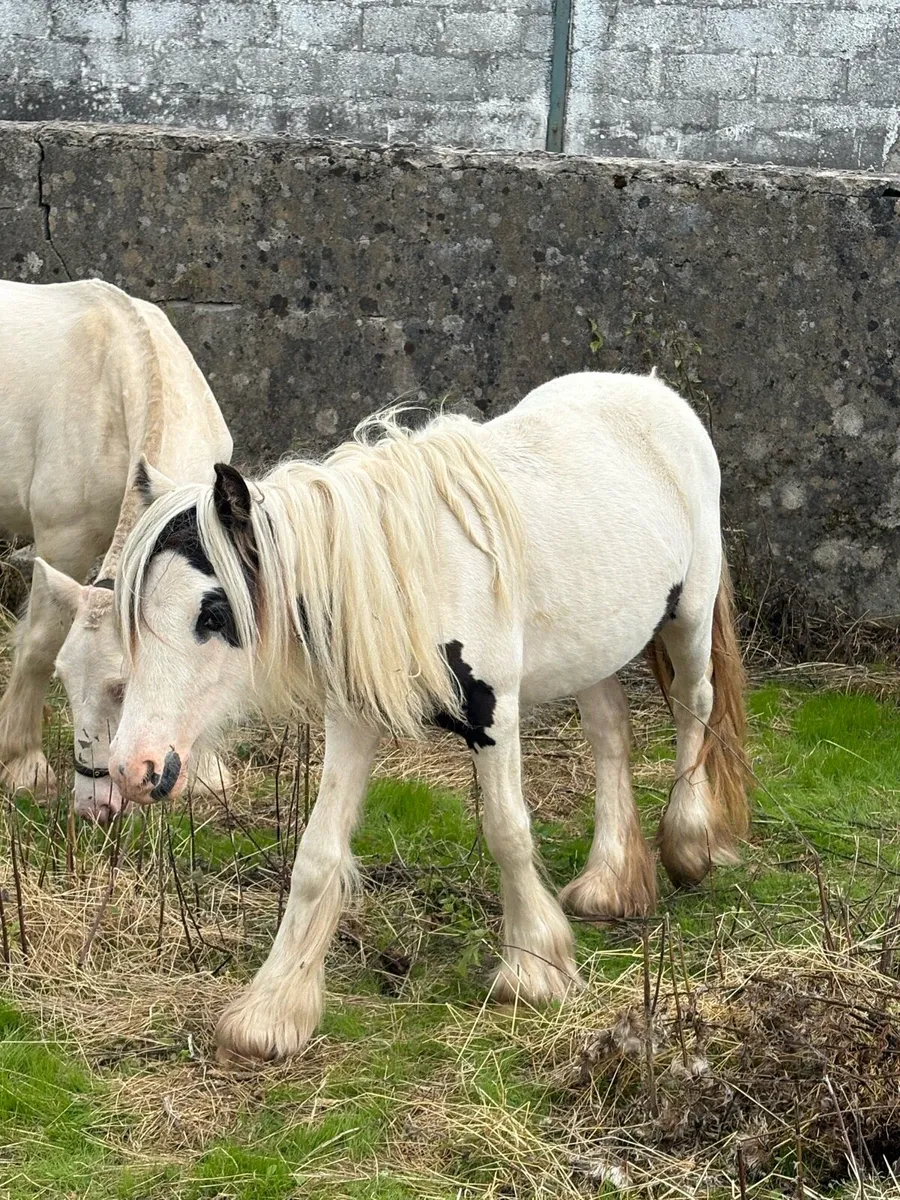 Filly - Image 2
