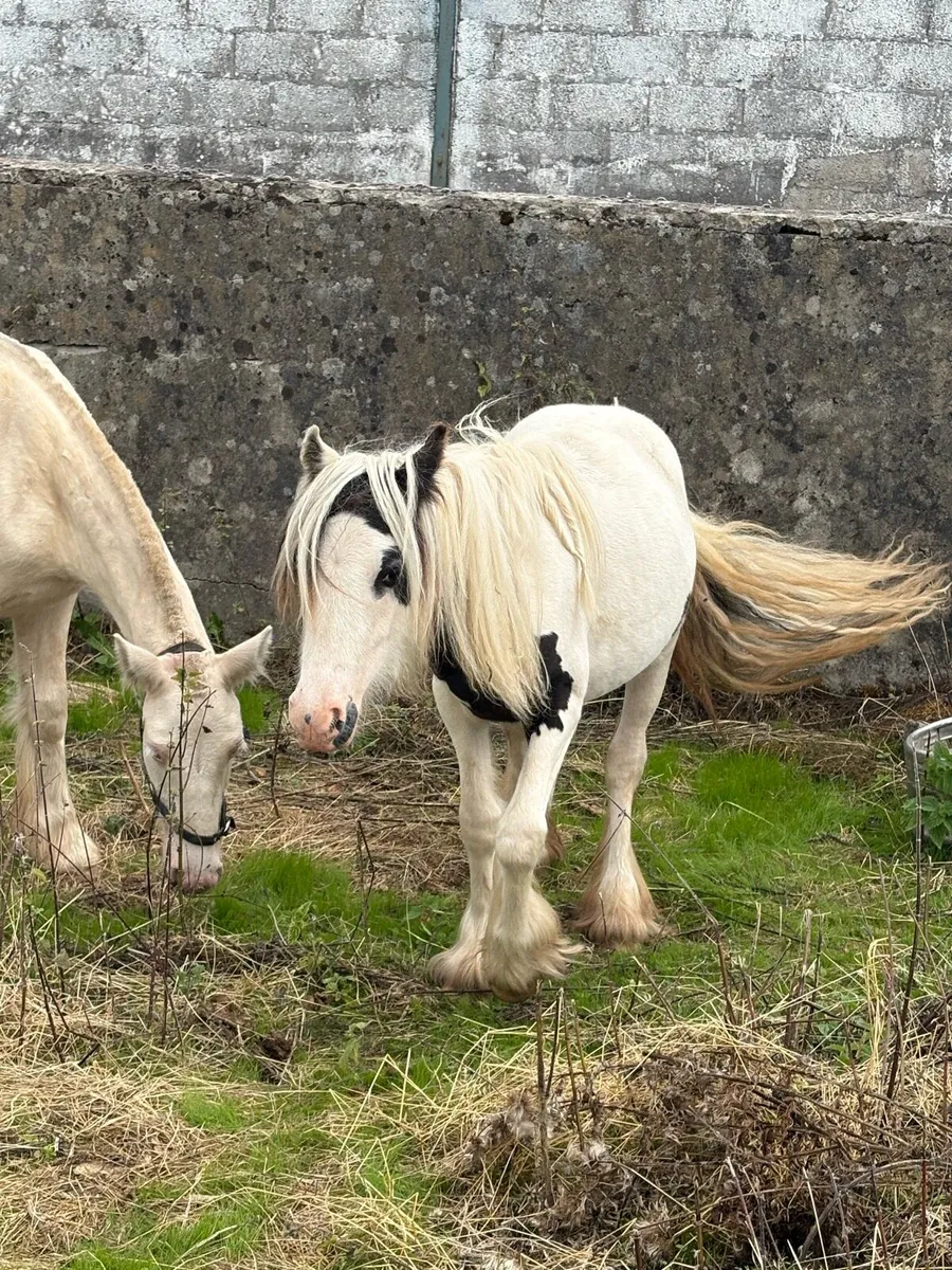 Filly - Image 1