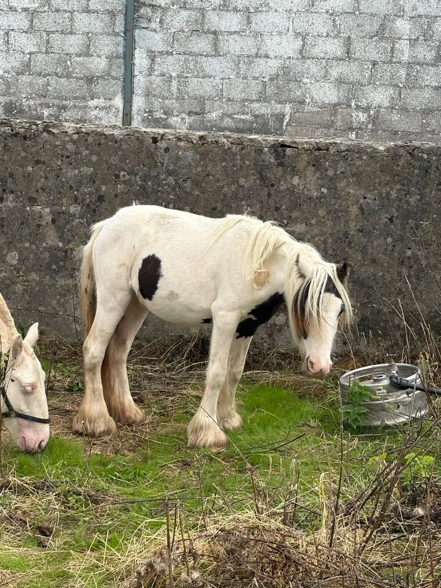 Filly - Image 3
