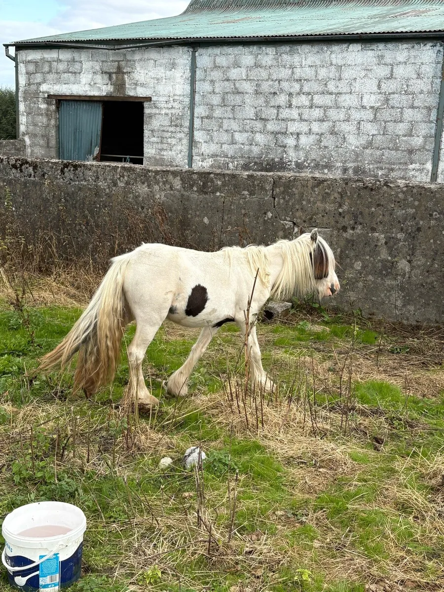 Filly - Image 4