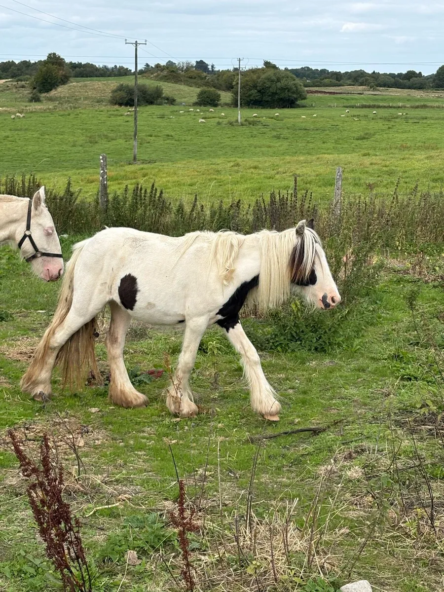 Filly - Image 1