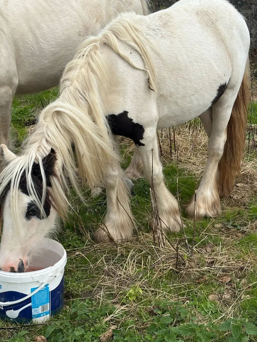Filly - Image 2