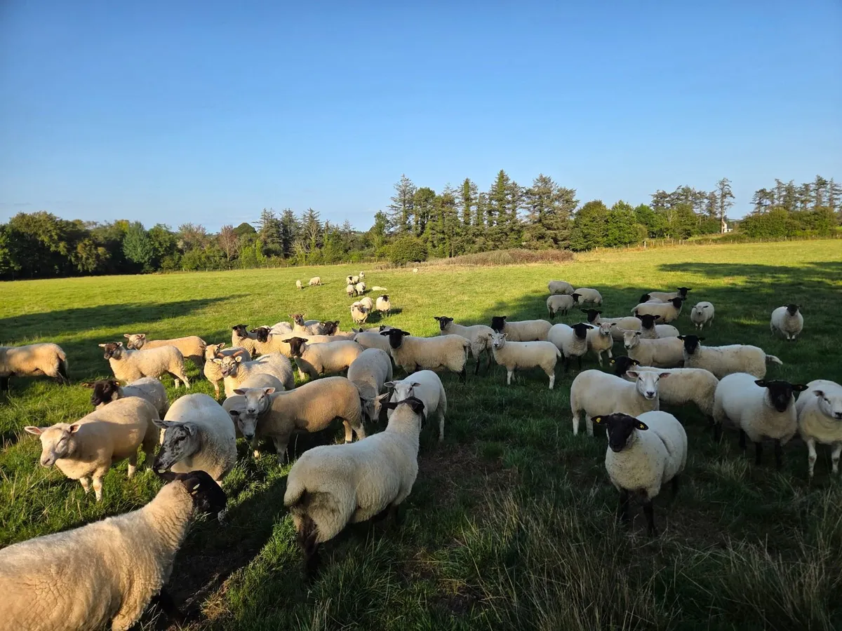 Breeding Hoggets - Image 2