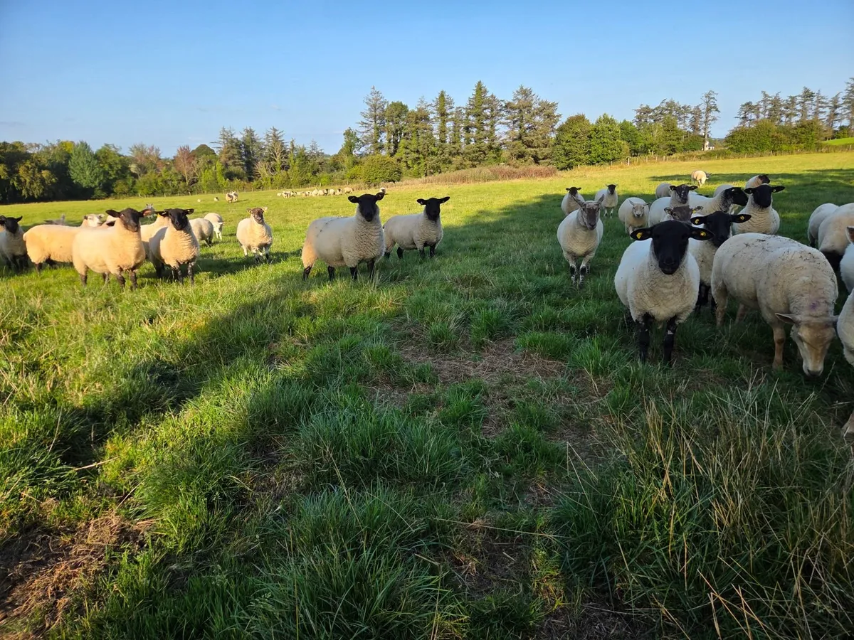 Breeding Hoggets - Image 4