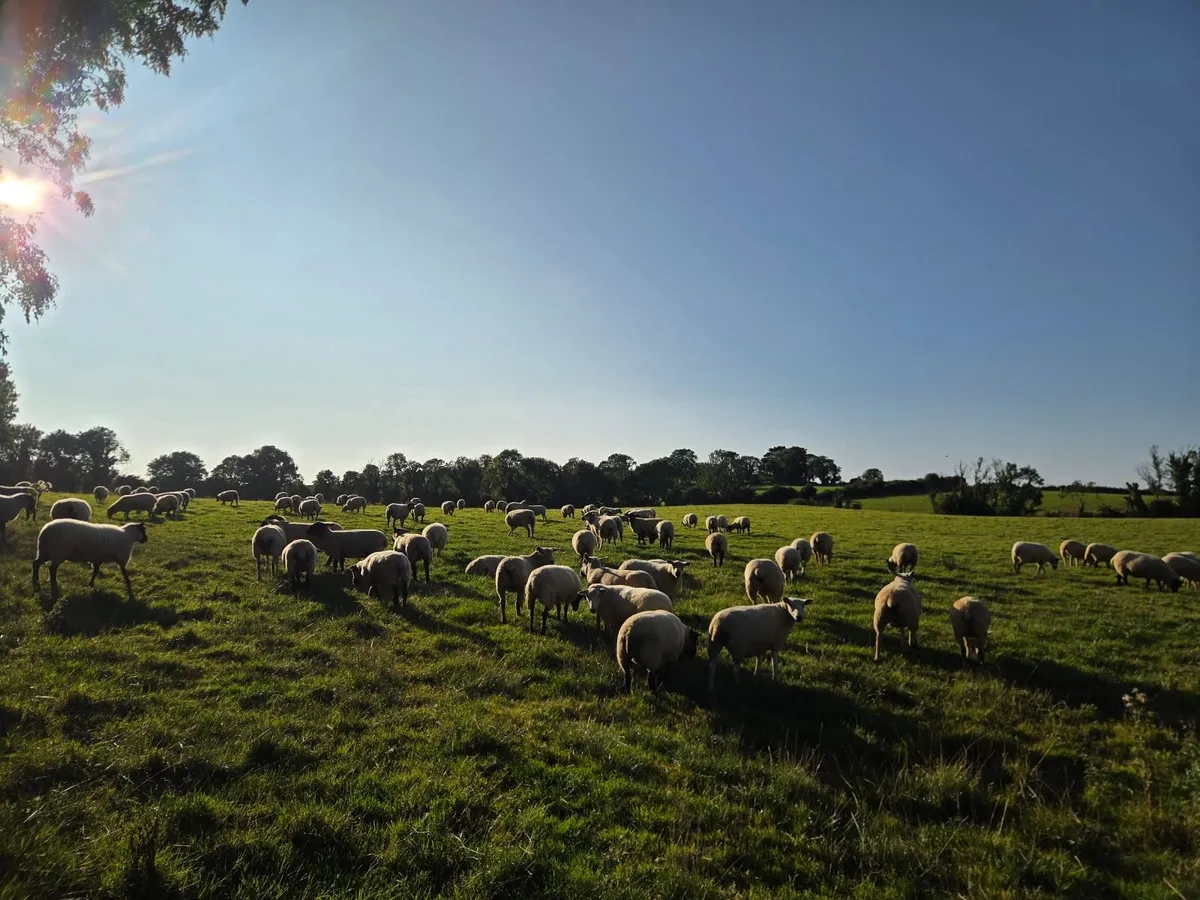 Breeding Hoggets - Image 3