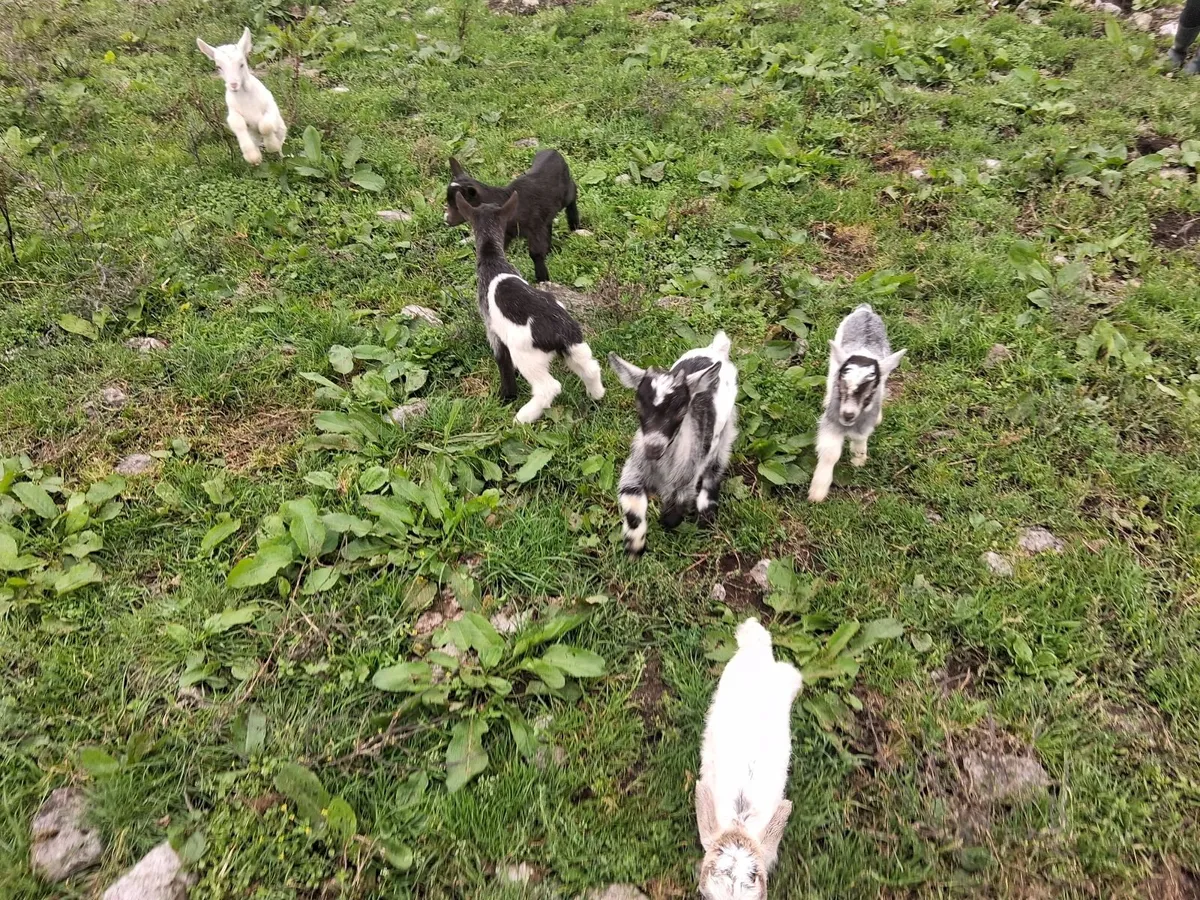 Bottle fed kid goats - Image 1
