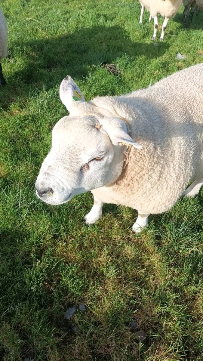 PB  Texel  Ram - Image 4