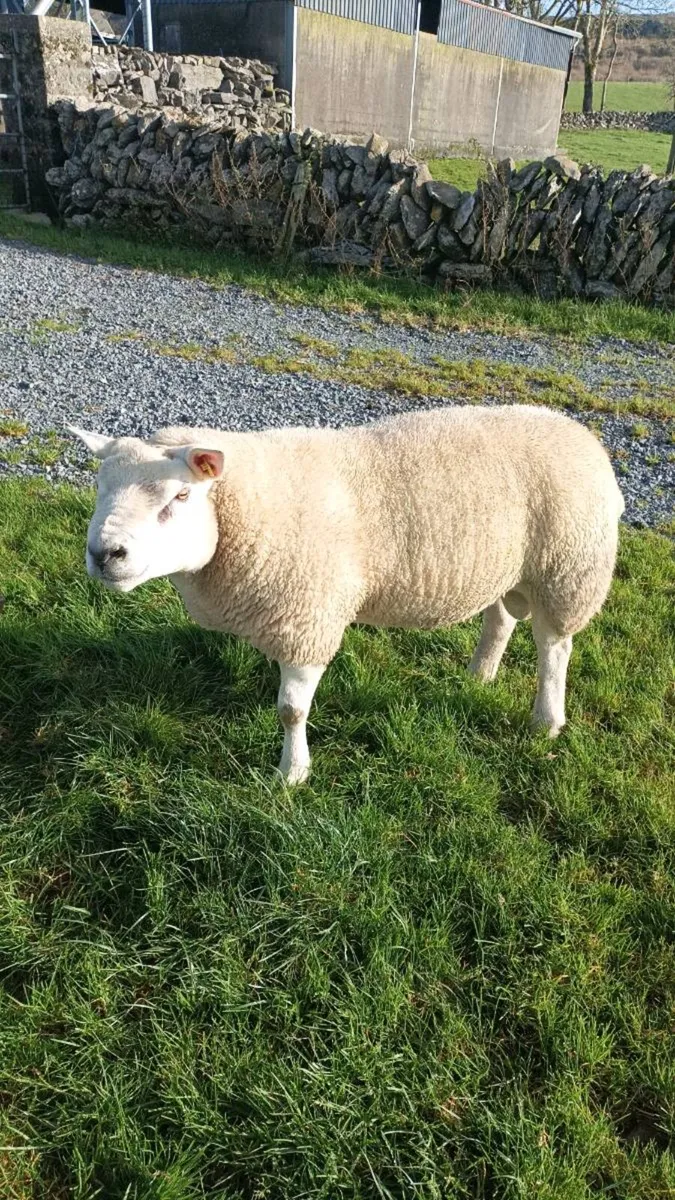 PB  Texel  Ram - Image 1