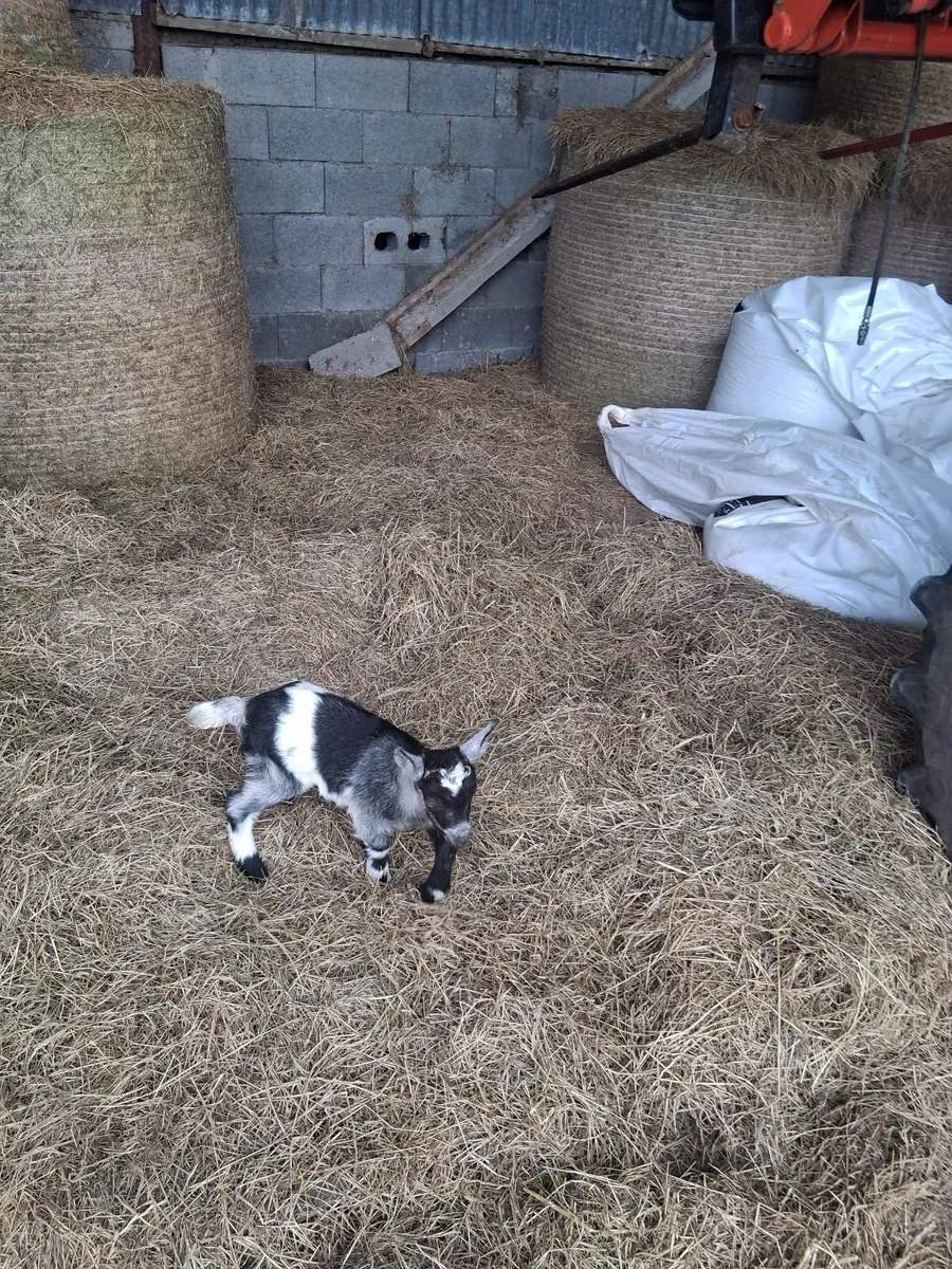 Bottle fed kid goats - Image 2