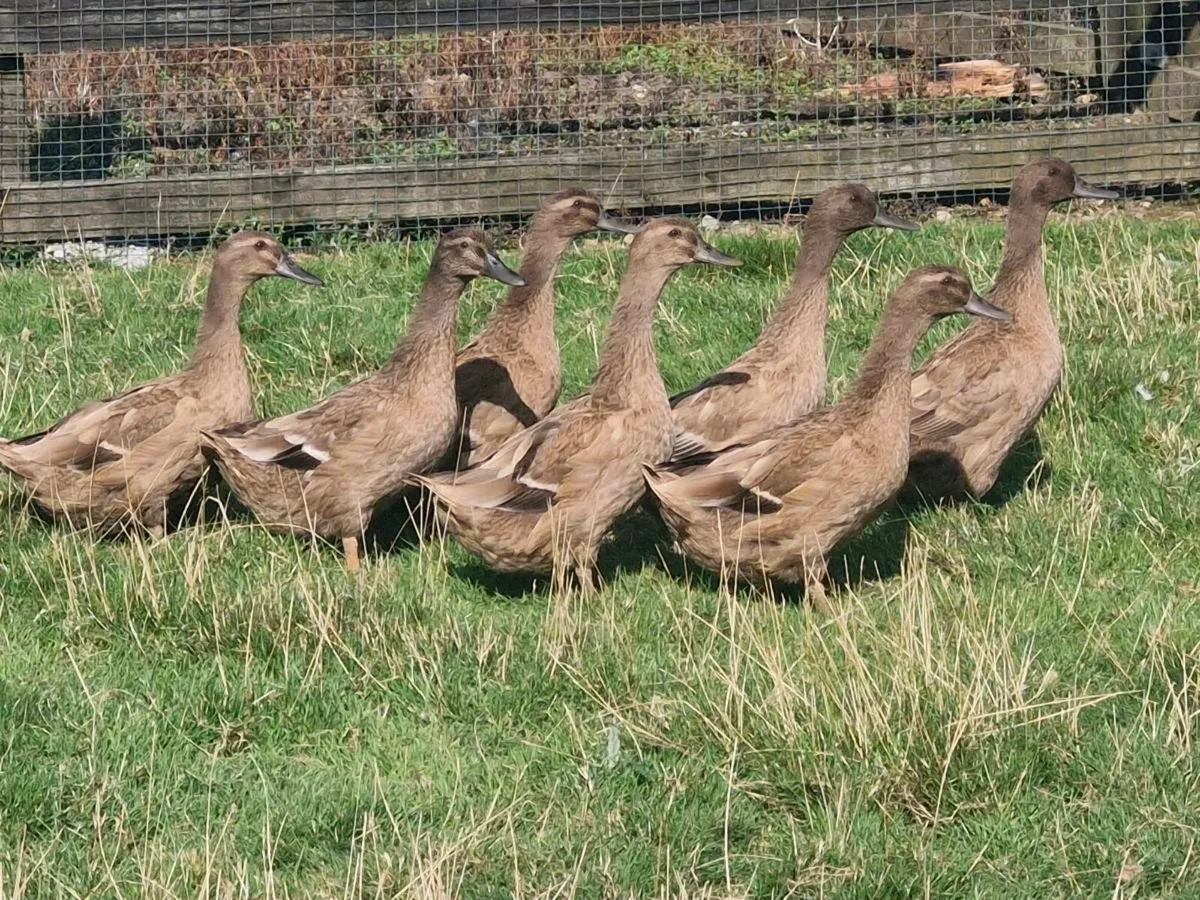 khaki campbell ducks & golden campine pair - Image 2