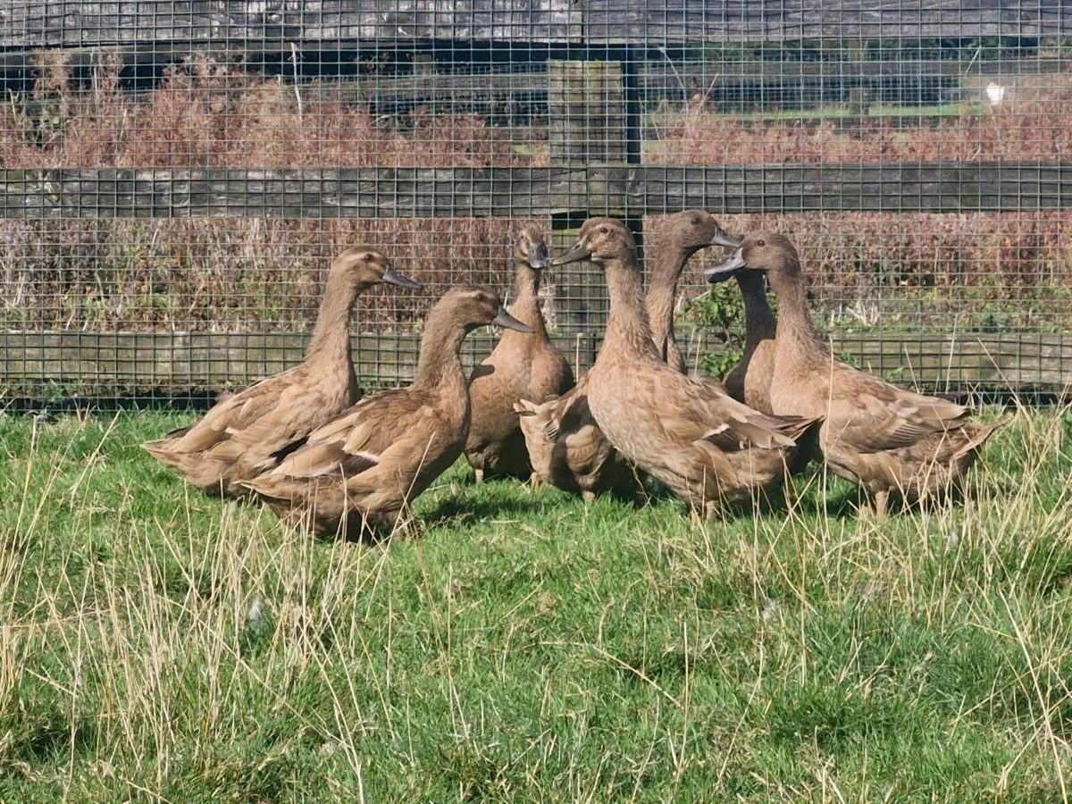 khaki campbell ducks & golden campine pair - Image 3