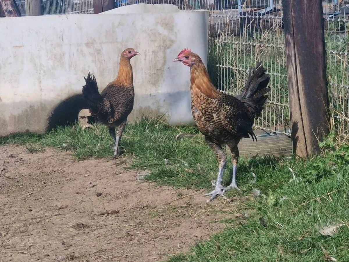 khaki campbell ducks & golden campine pair - Image 4