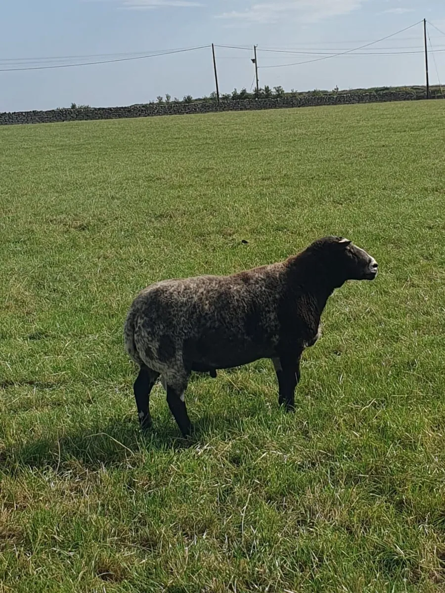 Dutch spotted ram - Image 2
