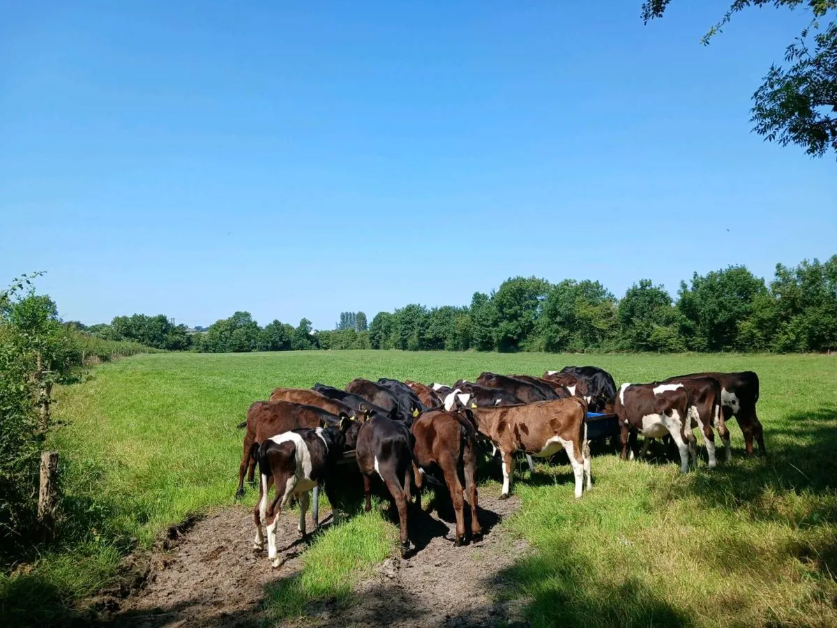 10 Reared Bulls