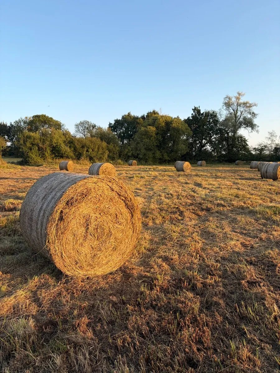 Bales of Rushes For Sale - Image 1