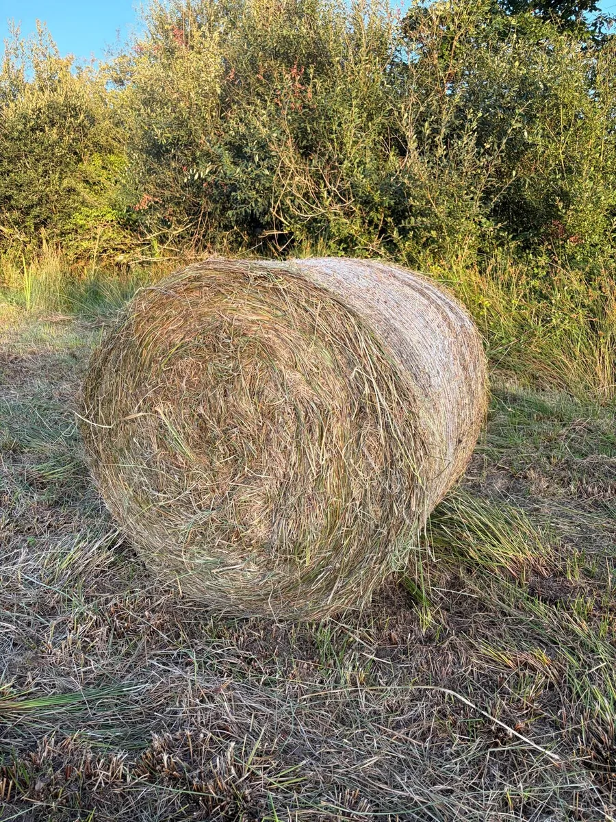 Bales of Rushes For Sale - Image 2