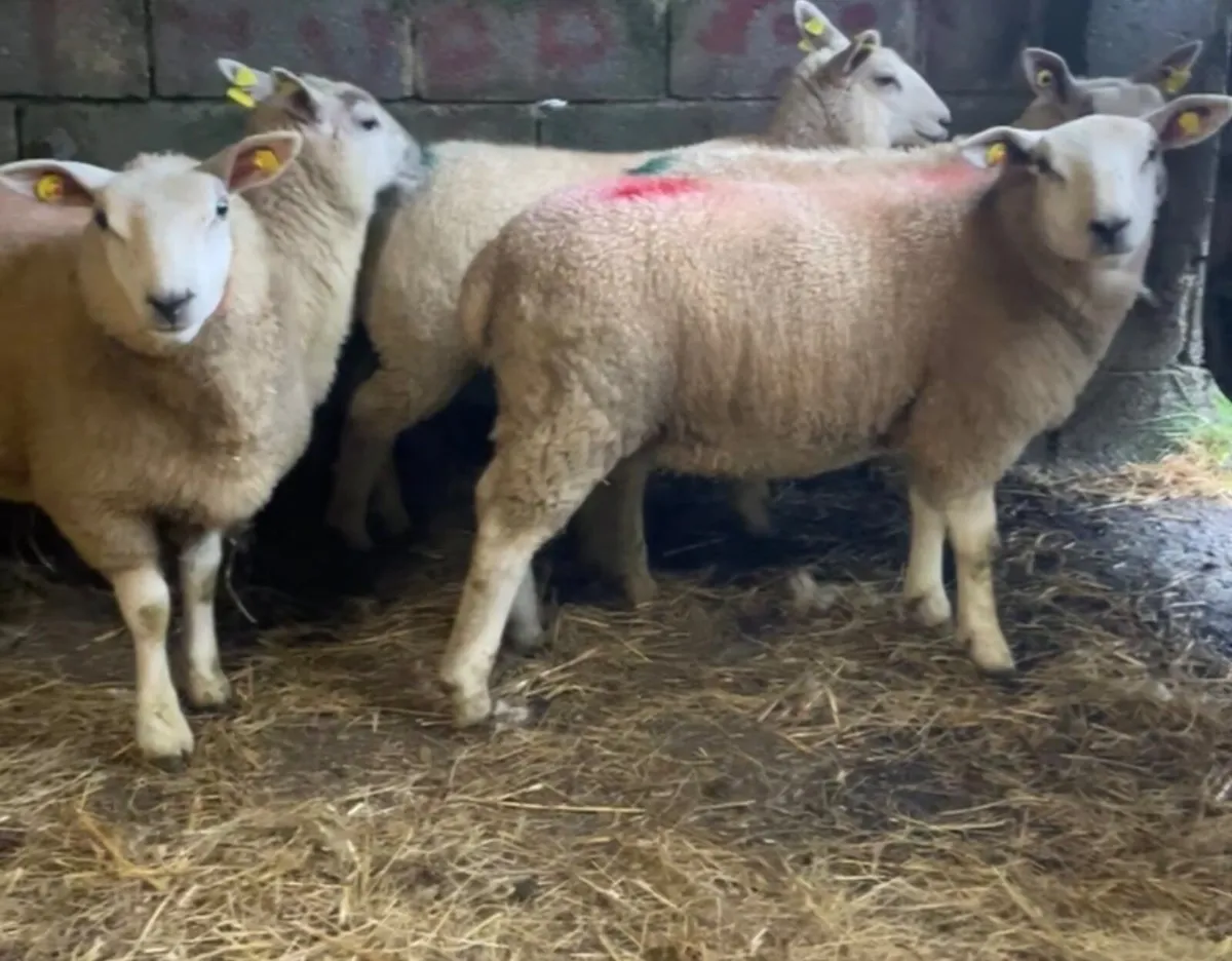 Sheep - Image 2